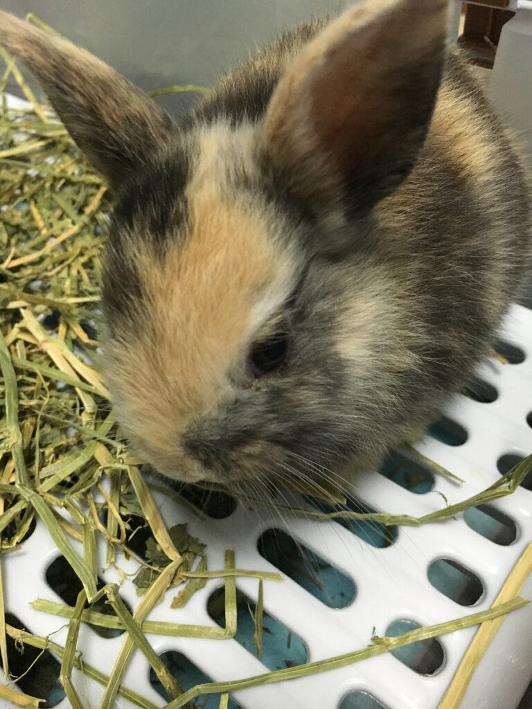 幼いころのミニうさぎ・こはくが牧草の上でこちらを見つめている様子。あどけない表情がかわいらしい。