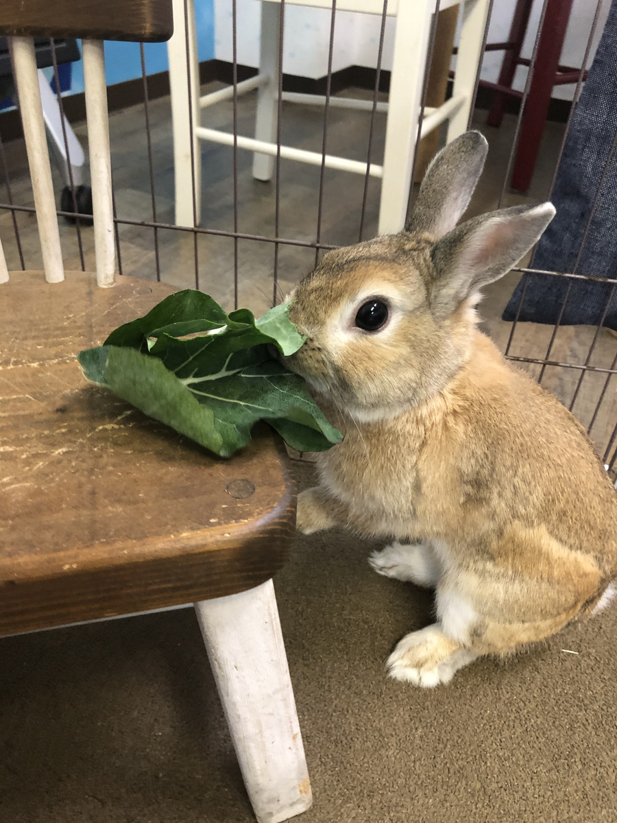 ケールを食べるうさぎ