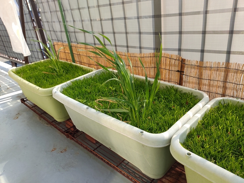 プランターで育てたうさぎ用の新鮮な牧草