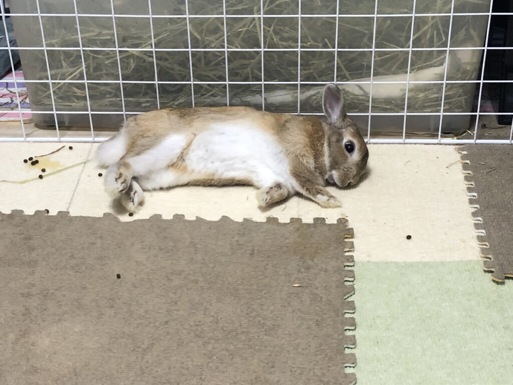 うさぎが床に寝そべってリラックスしている様子