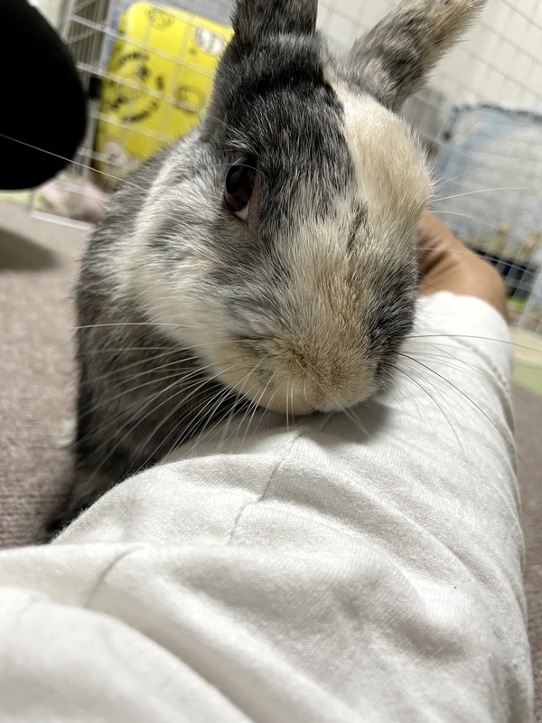飼い主の肘を舐めようとするうさぎ