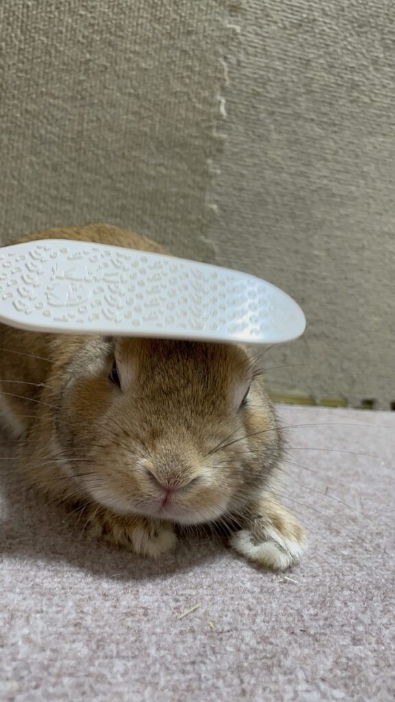 うさぎのひすいがなでうさタッチを使って気持ちよさそうにしている写真