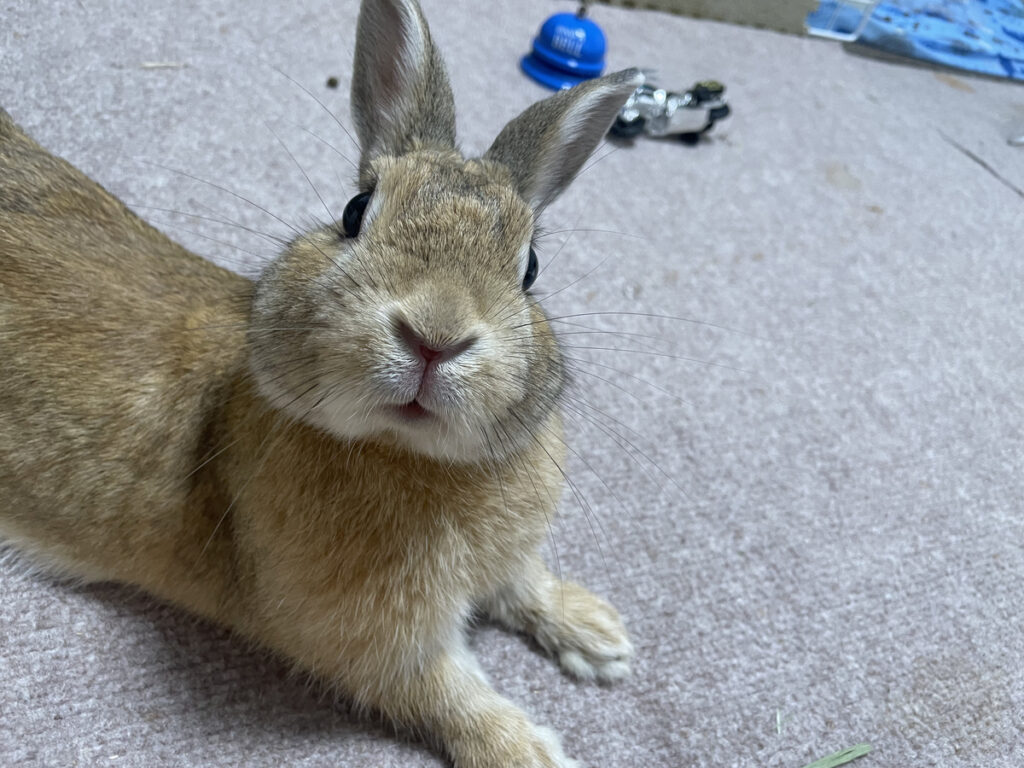 床に伏せてリラックスするネザーランドドワーフ