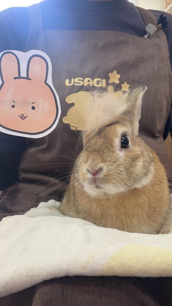 ブラッシングしてもらった後のうさぎ