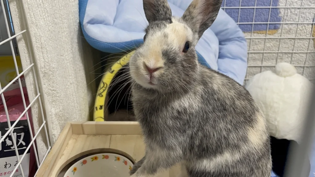 子うさぎ（他の方への発送は行いません。） 子うさぎを家族にお迎えしました - YouTube