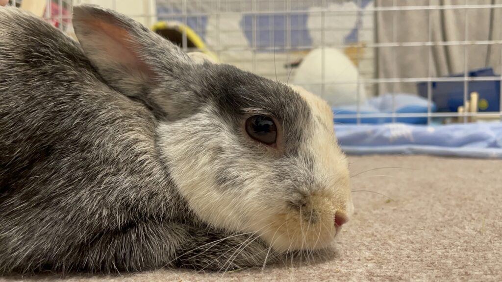 うさぎのこはくがなでうさタッチで優しく撫でられてリラックスしている写真