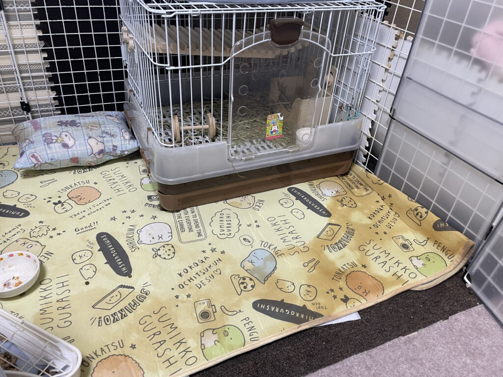うさぎのケージ前のカーペットに残ったおしっこの跡