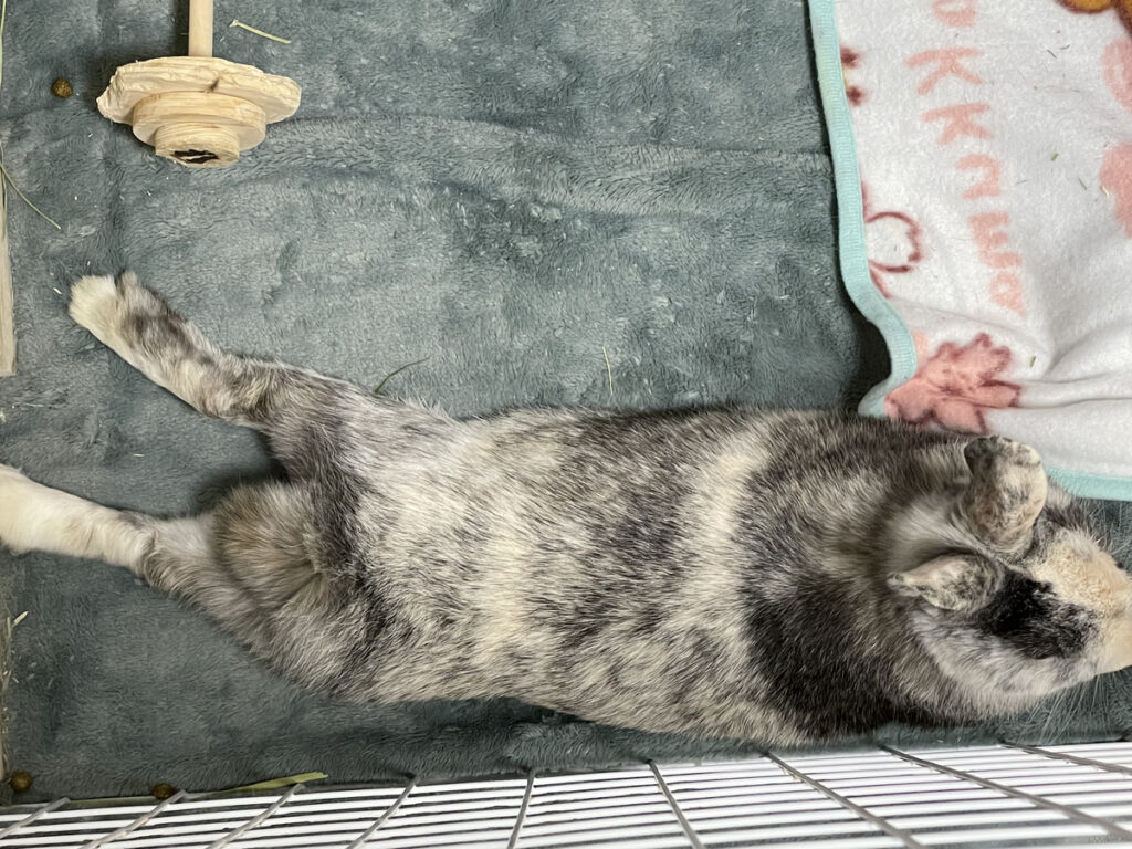 灰色のミニうさぎが横になってリラックスしている様子