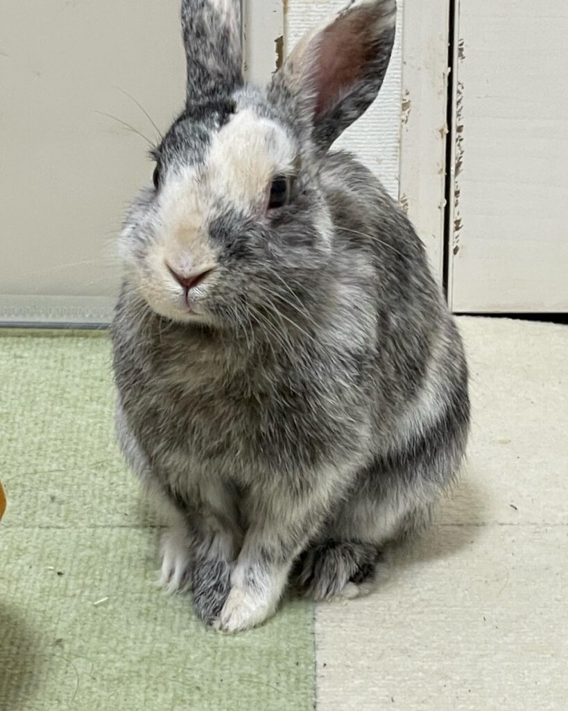 ミニウサギのこはく