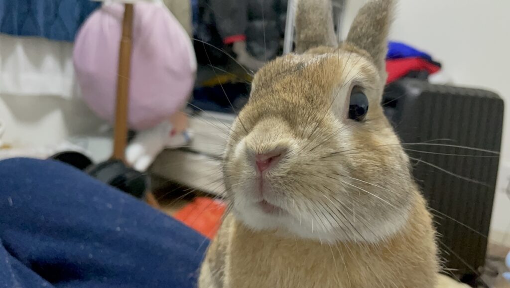 部屋んぽ中のうさぎのアップ写真