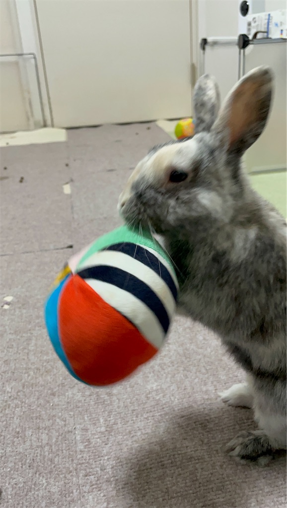 こはくがボールを咥えている様子