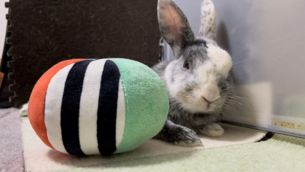 うさぎがボール型のおもちゃの横でくつろいでいる様子