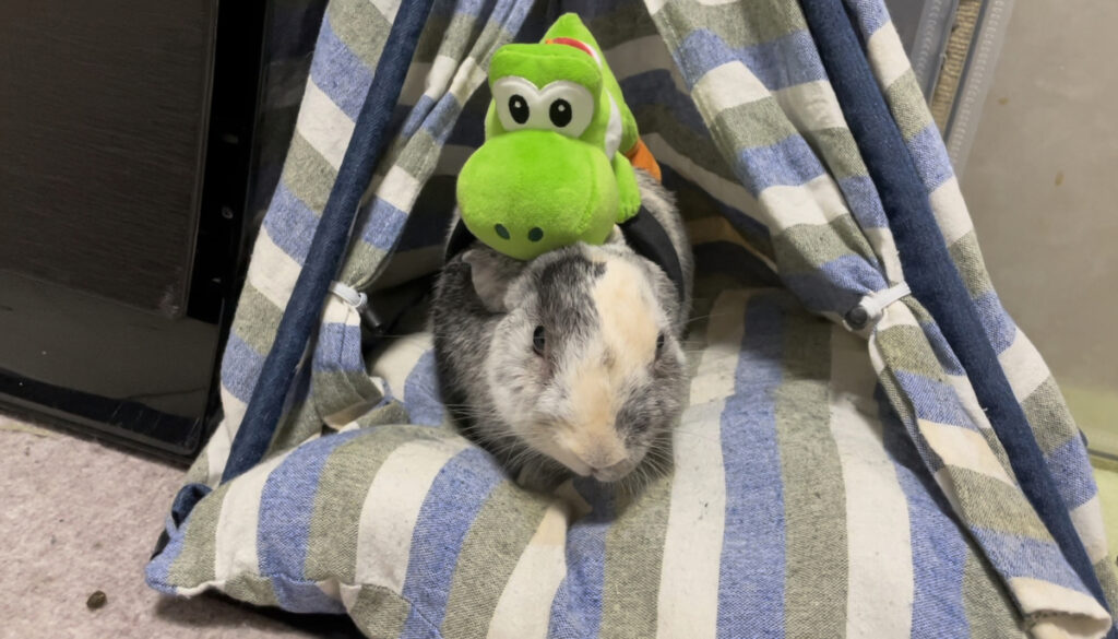 うさぎがテントに入ってる