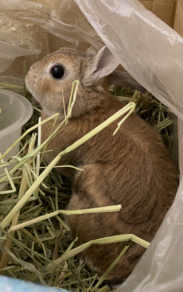 チモシーを食べるうさぎ