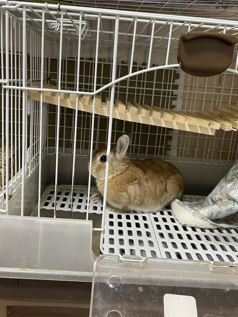 うっ滞で様子がおかしくなったうさぎ