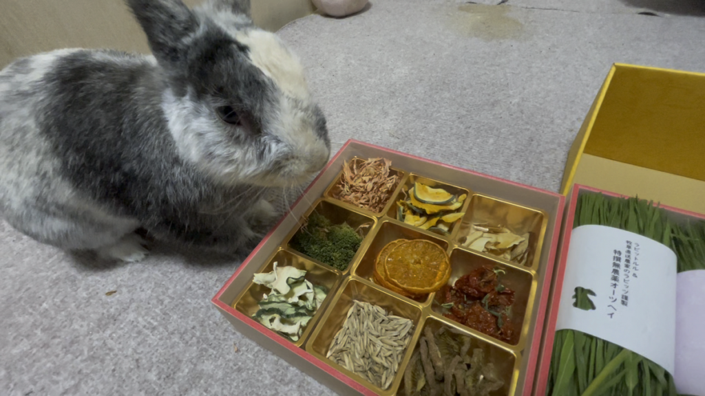 うさぎのこはくがおやつを前にして見つめている様子。興味津々で可愛らしい表情。