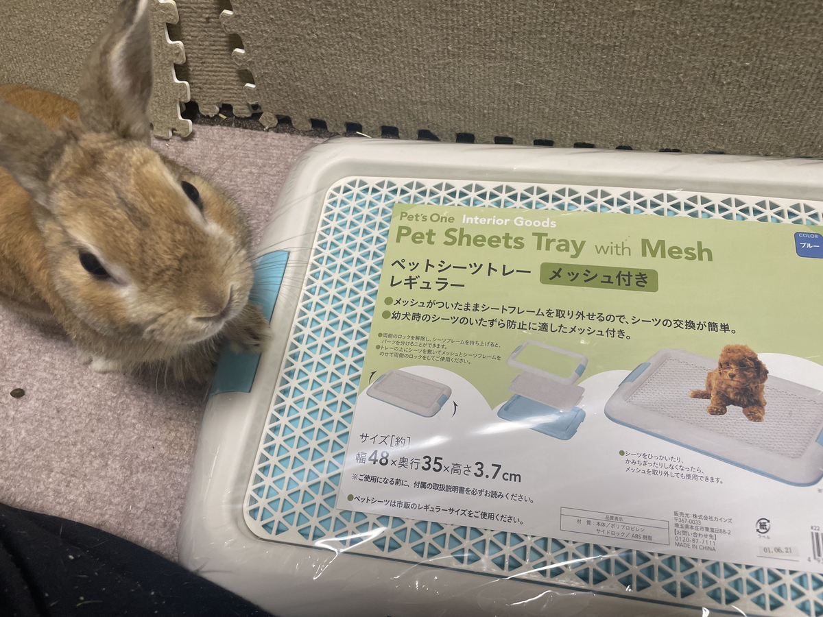 うさぎのトイレ写真