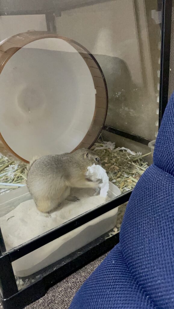 ティッシュを口にくわえて巣作りをするリチャードソンジリス