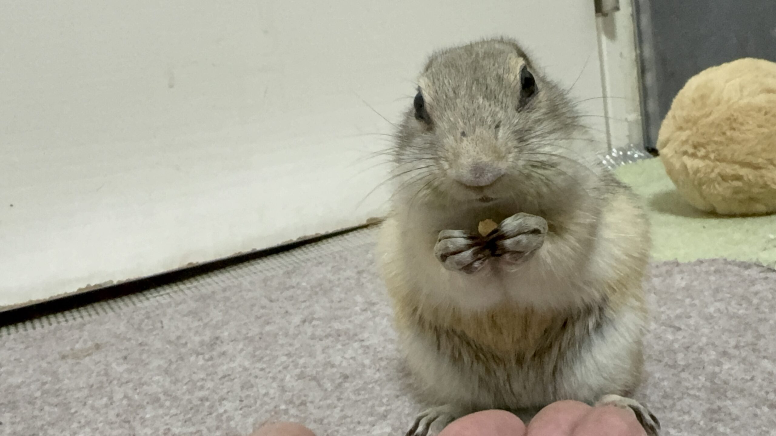リチャードソンジリスのライ全身写真