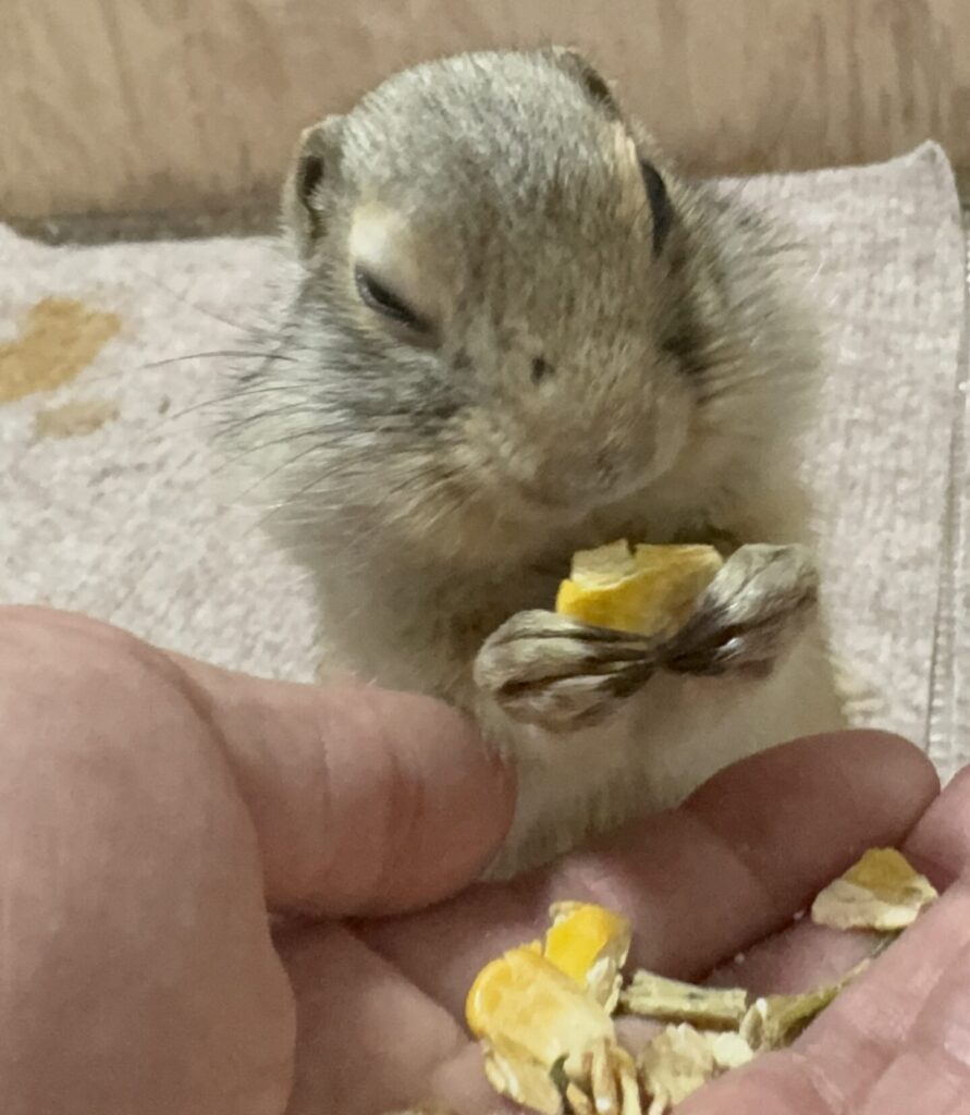 リチャードソンジリスが手に持ったコーンを食べている写真