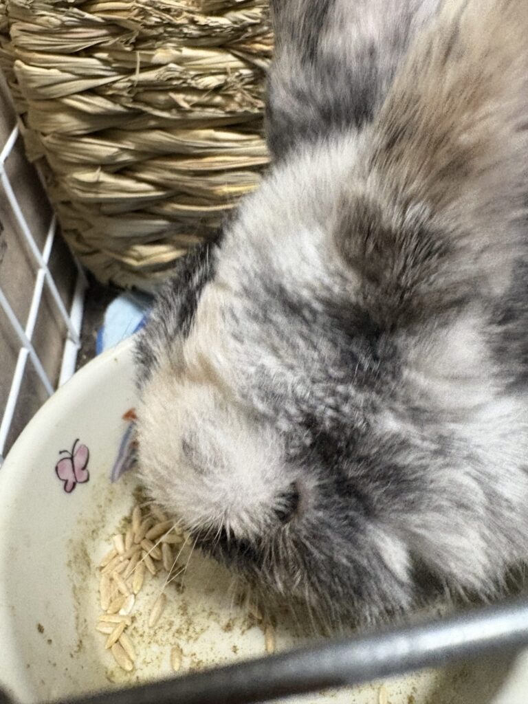 えん麦を食べるうさぎ