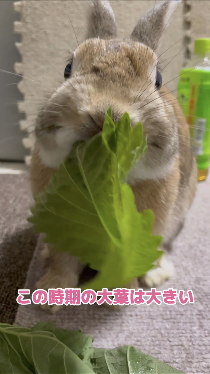 ひすいと大葉
