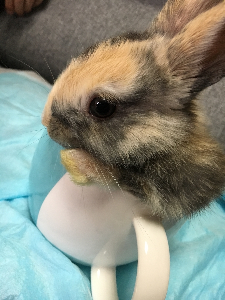 マグカップに入っていた頃のこはく