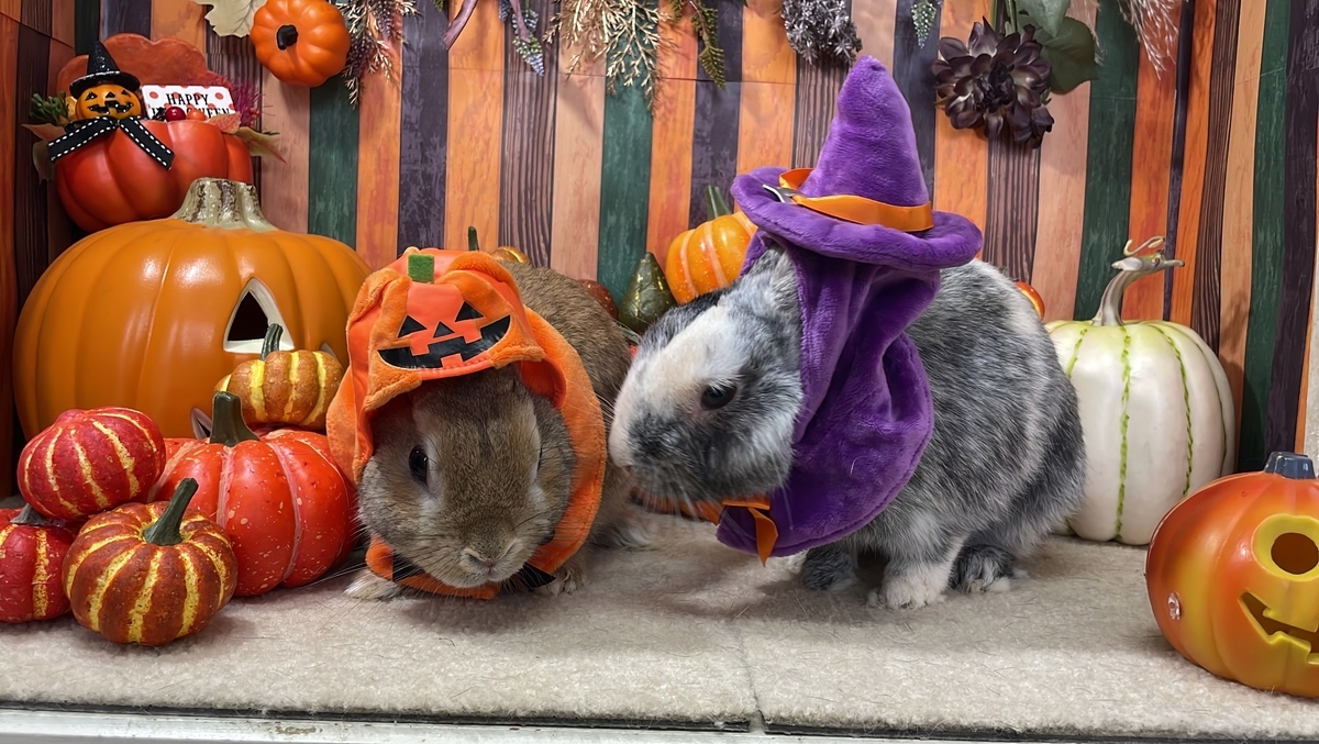 ハロウィン仮装のこはく&ひすい