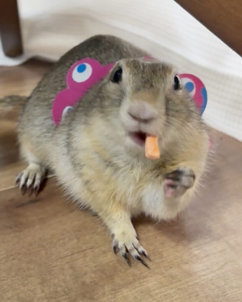 にんじんを食べるリチャードソンジリス