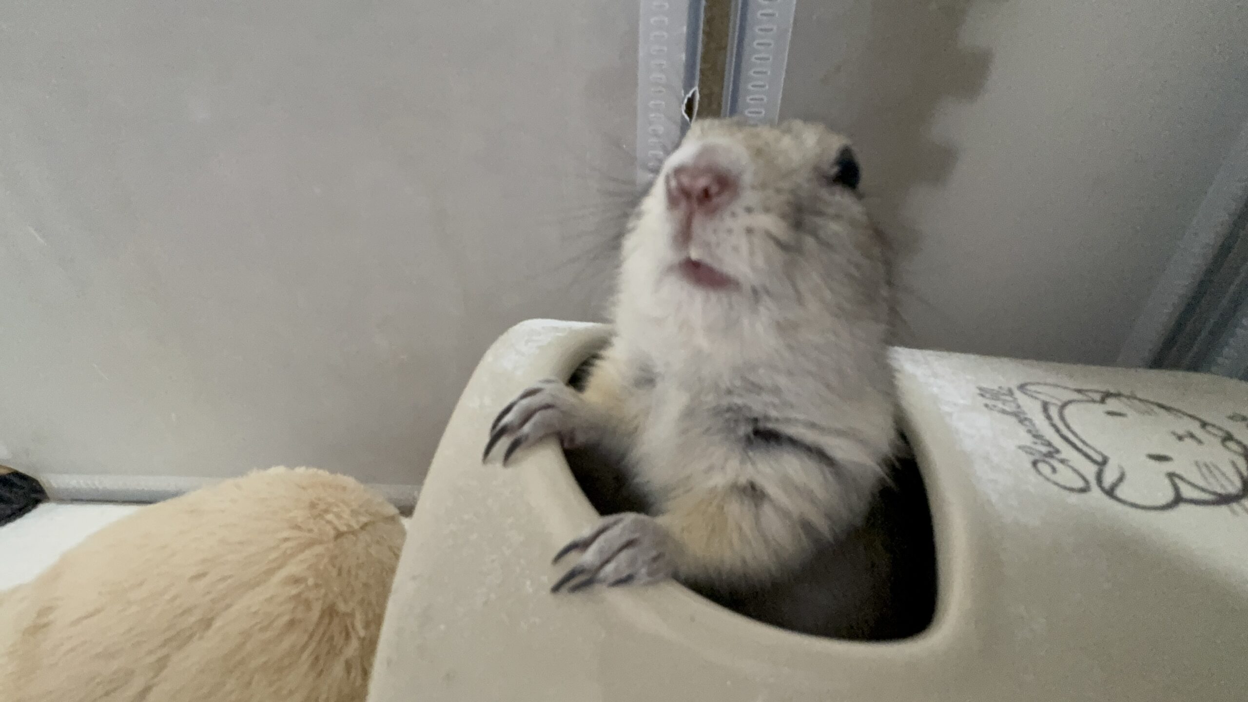 発情期のライ
