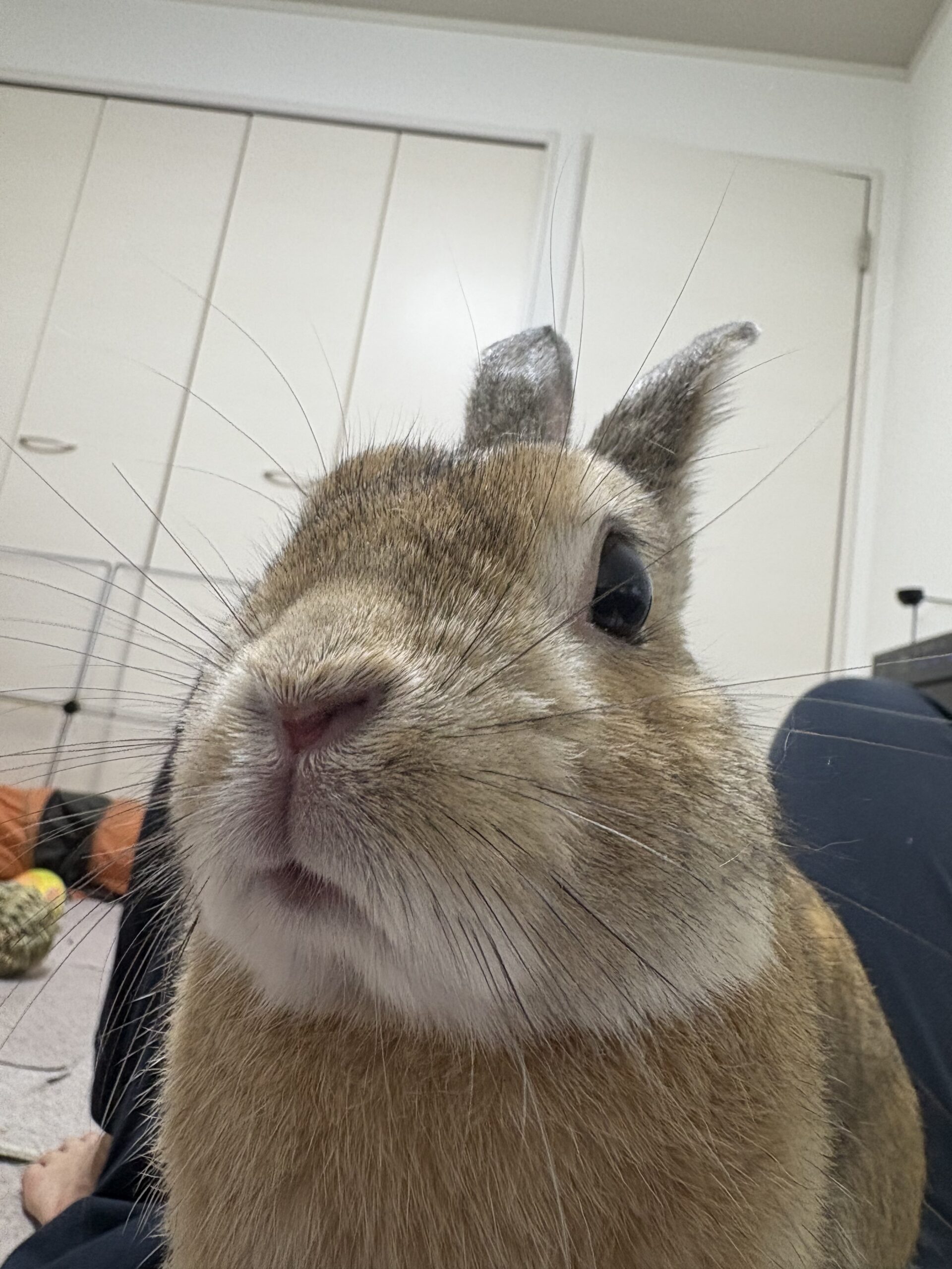 ブゥブゥ言いながら遊ぶひすい
