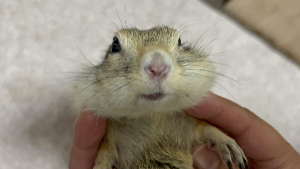 口がパンパンなリチャードソンジリス