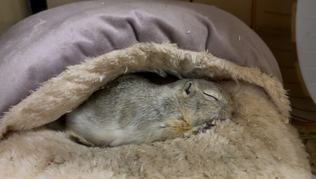 クッションで寝ているリチャードソンジリス
