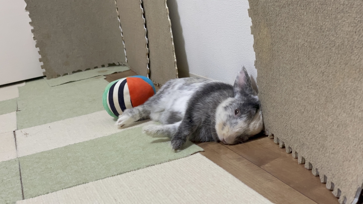 ころんと寝転ぶこはく