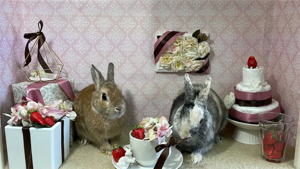 初心者向け｜人気のうさぎの種類と特徴を徹底比較（性格／大きさ／飼い