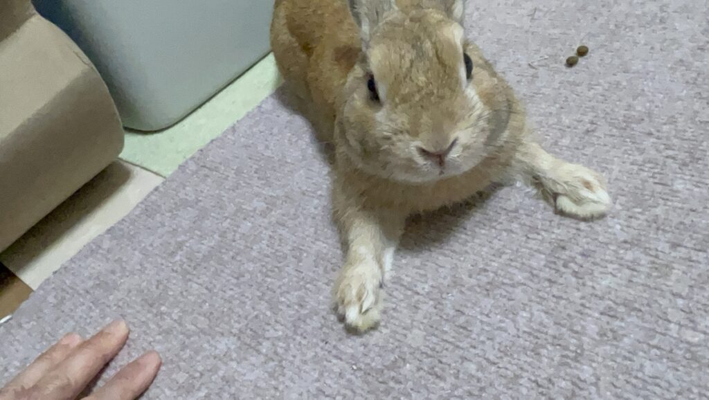 部屋んぽの途中で、のび〜っと体を伸ばすうさぎ。安心しきった表情で、リラックスタイムを満喫しています。活発なひすいですが、こうしてのんびりしている姿もとても可愛らしいです。