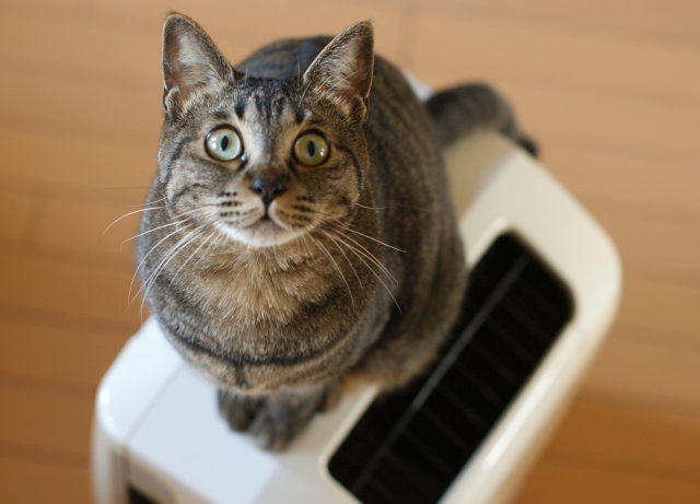空気清浄機の上に猫がちょこんと座っている様子を撮影した写真です。