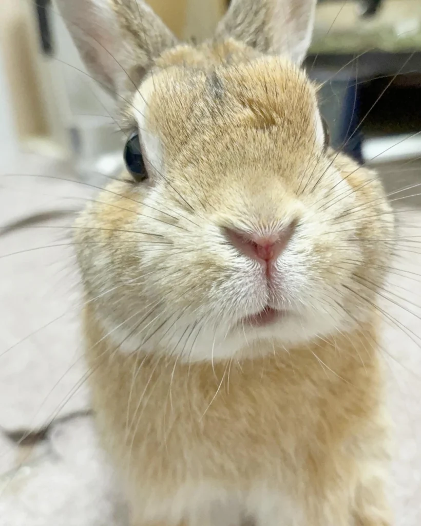 初心者向け】うさぎの健康チェック7つのポイント｜毎日の観察で早期発見