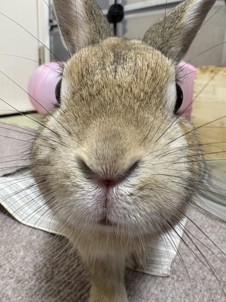うさぎのドアップ