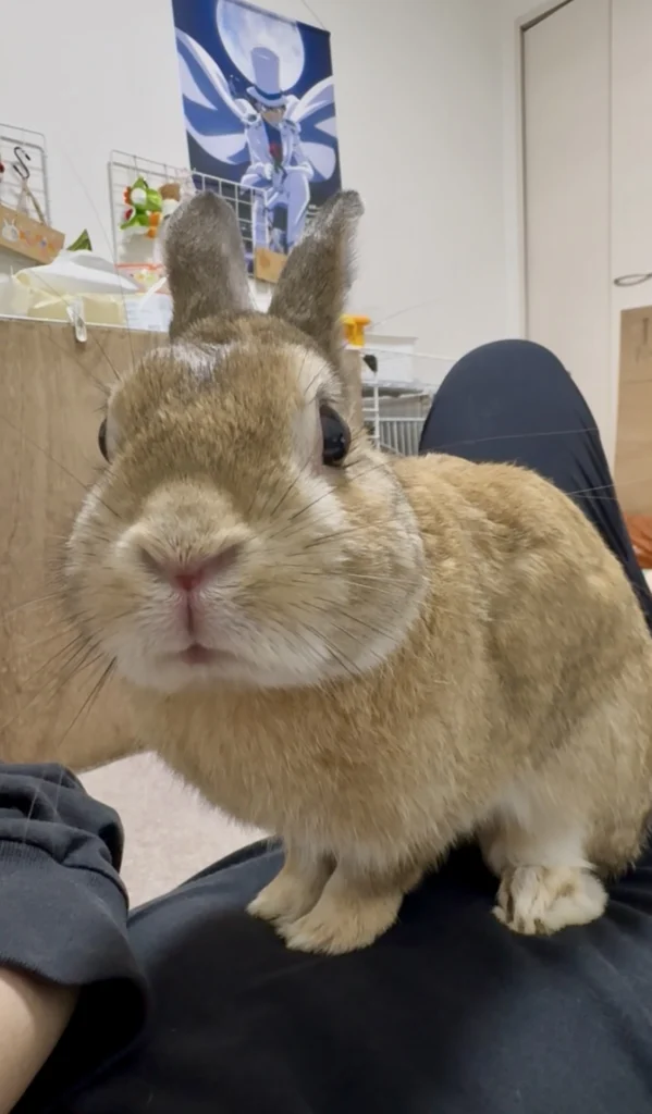 初心者向け】うさぎの健康チェック7つのポイント｜毎日の観察で早期発見