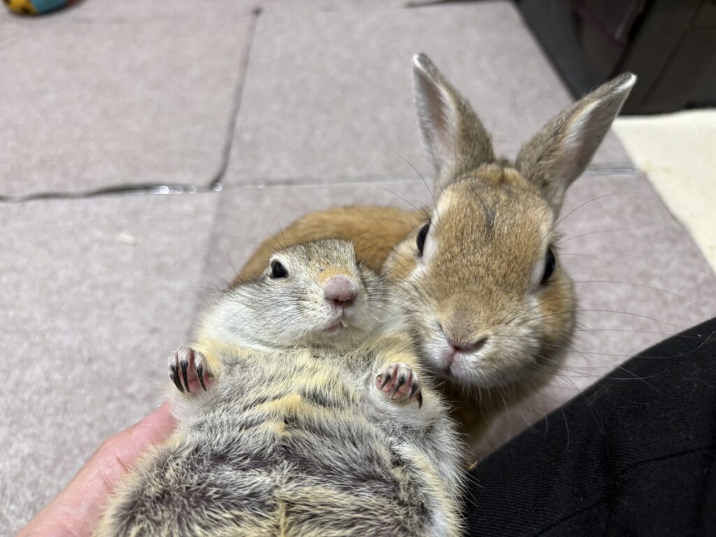 うさぎとリチャードソンジリスが並んで寄り添っている様子を撮影した写真です。