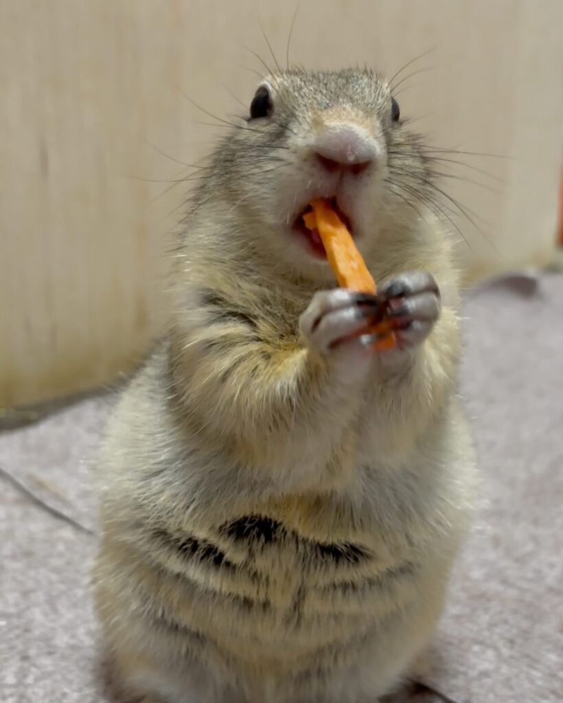 にんじんを食べるリチャードソンジリス