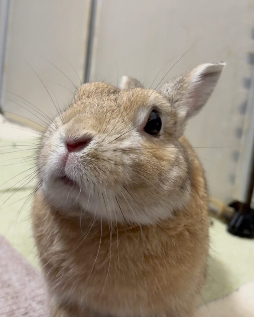 ドアップのうさぎ