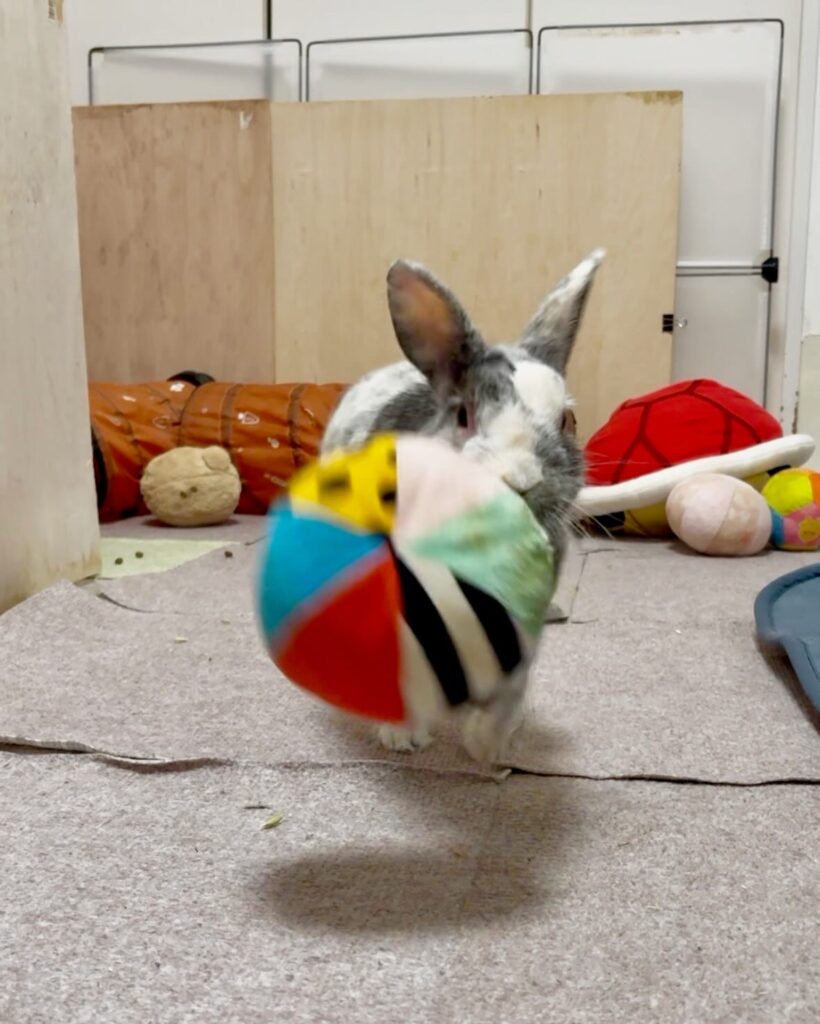 ボールを咥えてるうさぎ