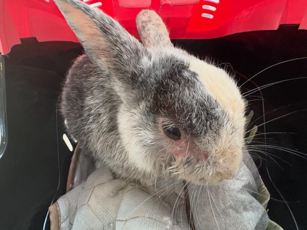 キャリーに入っているうさぎ
