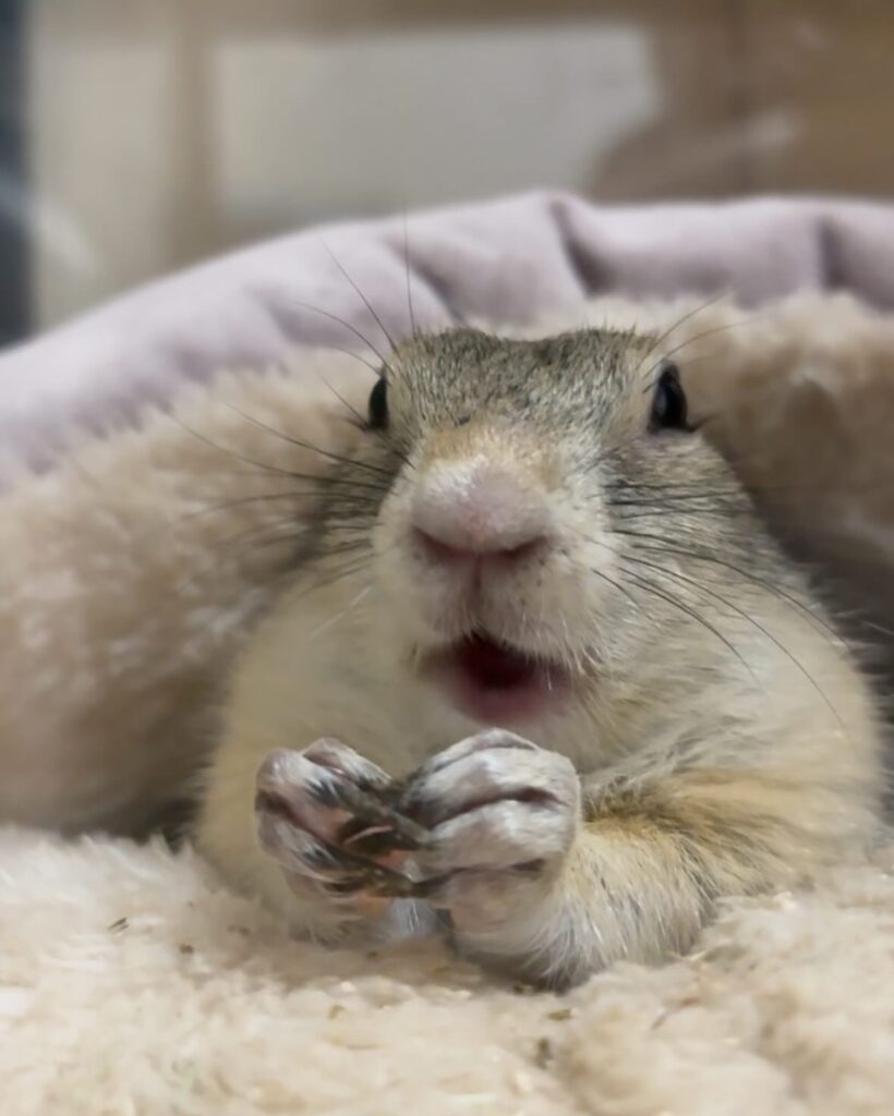 おやつをクッションの中で食べてるリチャードソンジリス