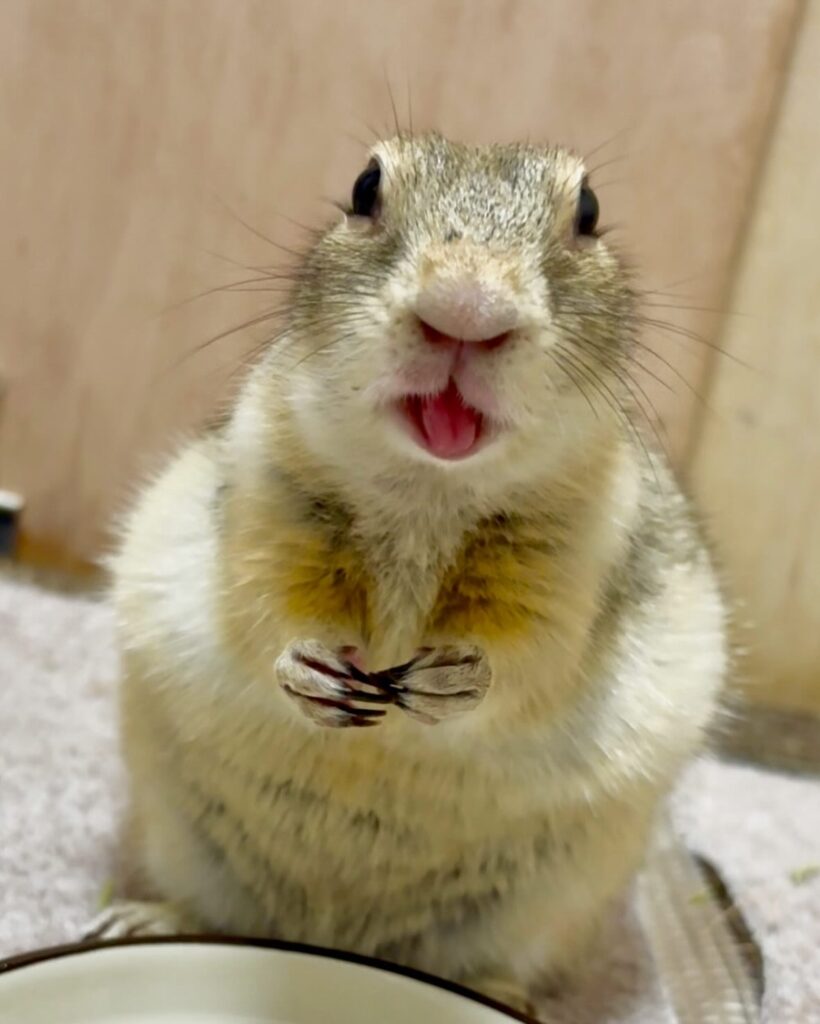 食べてベロを出してるリチャードソンジリス