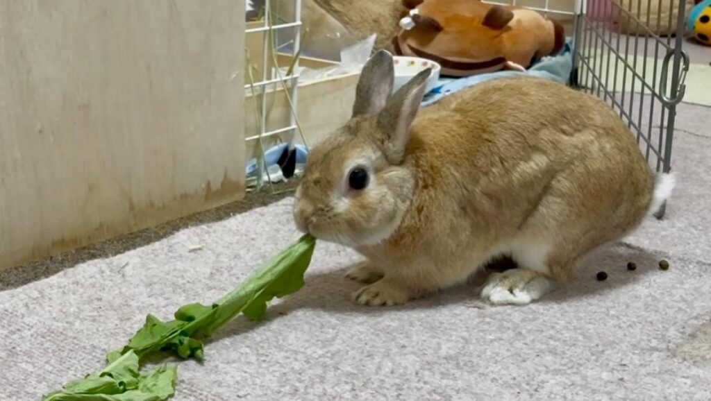 だいこんの葉っぱを食べるうさぎ