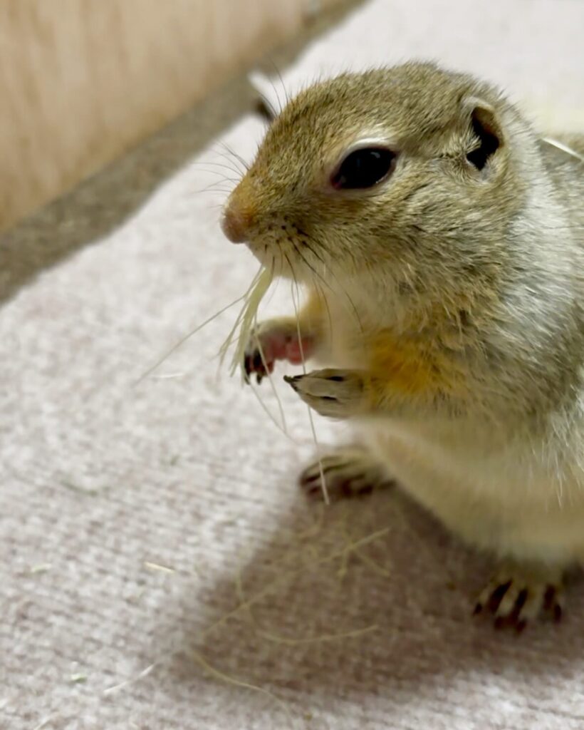 とうもろこしの髭を食べるリチャードソンジリス