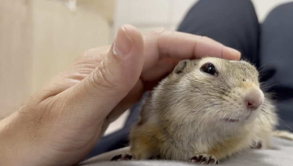 撫でさせてくれるリチャードソンジリス